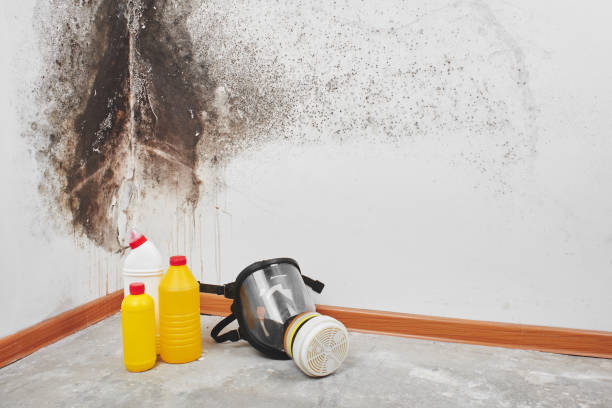 Best Mold Testing and Removal  in Mckinleyville, CA