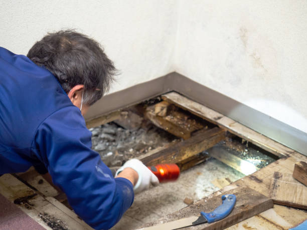 Best Certified Mold Removal  in Mckinleyville, CA