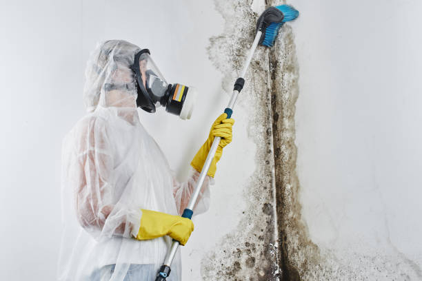 Best Residential Mold Removal  in Mckinleyville, CA
