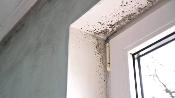 Mold Removal and Inspection in Mckinleyville, CA