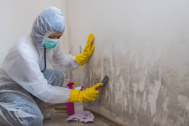 Best Mold Testing  in Mckinleyville, CA