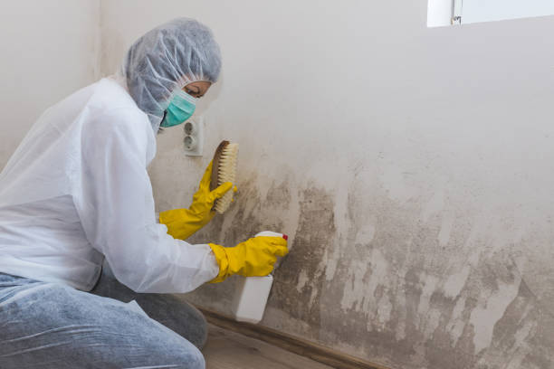 Best Mold Damage Repair  in Mckinleyville, CA