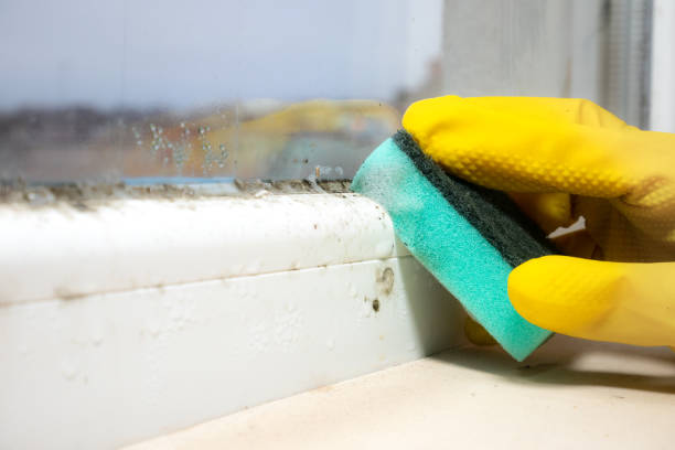Reliable Mckinleyville, CA Mold Removal Solutions