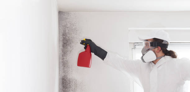 Best Mold Damage Repair  in Mckinleyville, CA