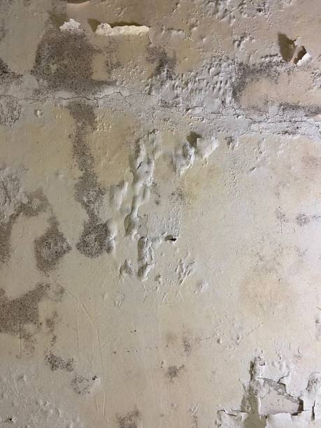Best Toxic Mold Removal  in Mckinleyville, CA