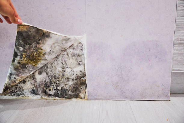 Best Mold Remediation  in Mckinleyville, CA